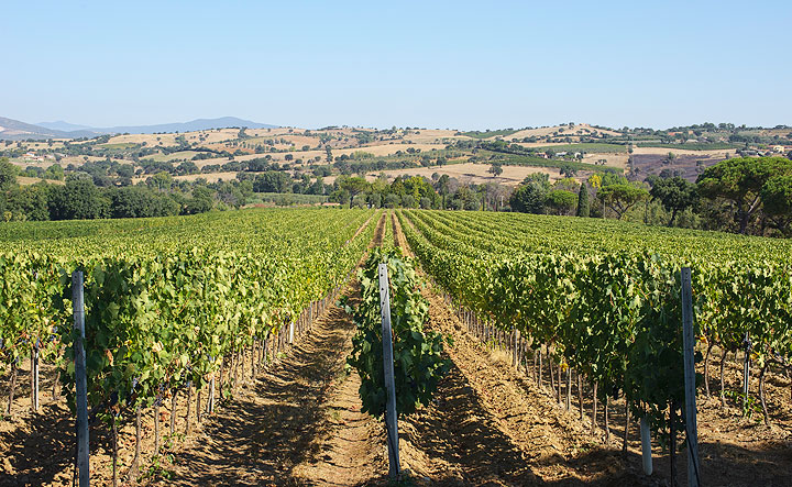 180 hectares of native and international grapes. Sangiovese reigns supreme, while Vermentino is on the up.